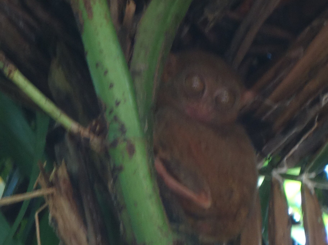 眼镜猴保护区-Bilar必去景点