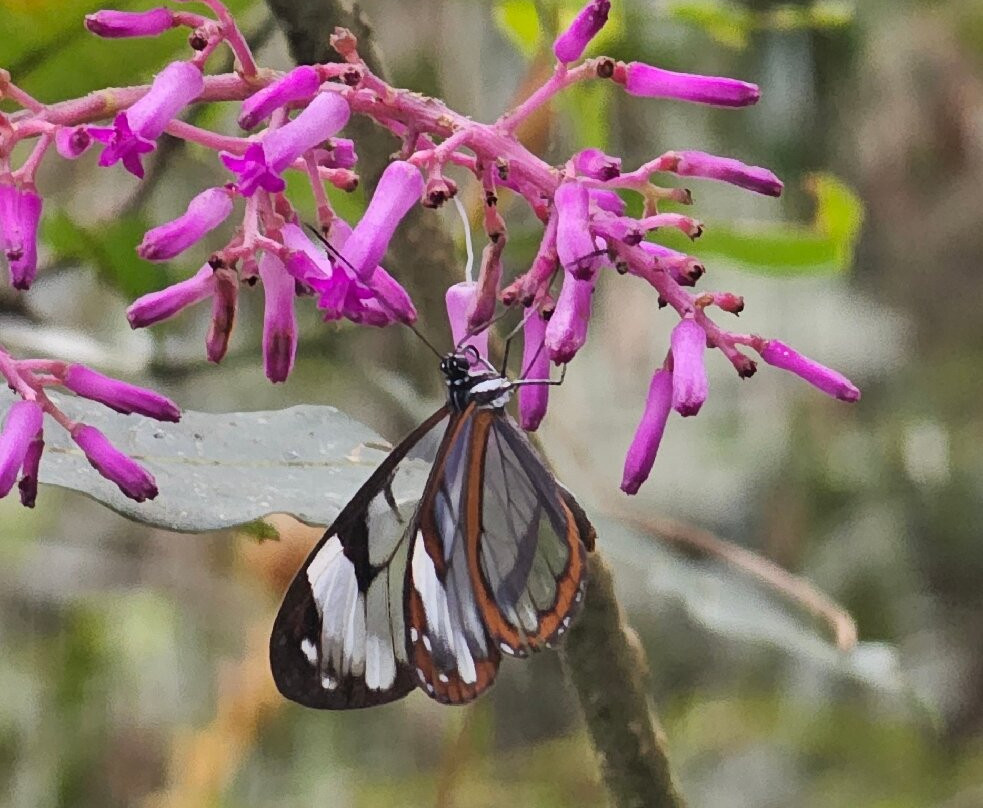 Rogitama Biodiversidad-Arcabuco必去景点