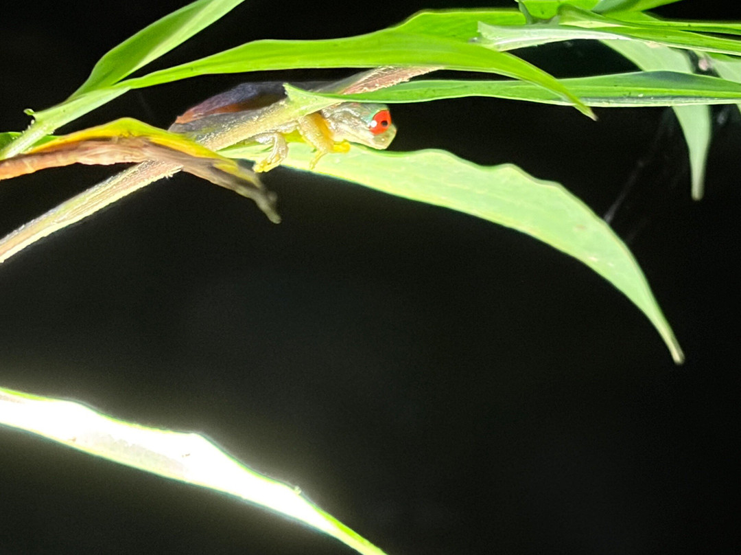Monteverde Wildlife Refuge-圣埃伦娜必去景点