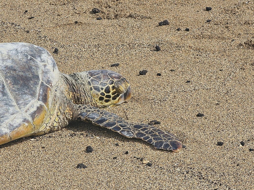 斯宾塞海滨公园-卡慕也拉必去景点