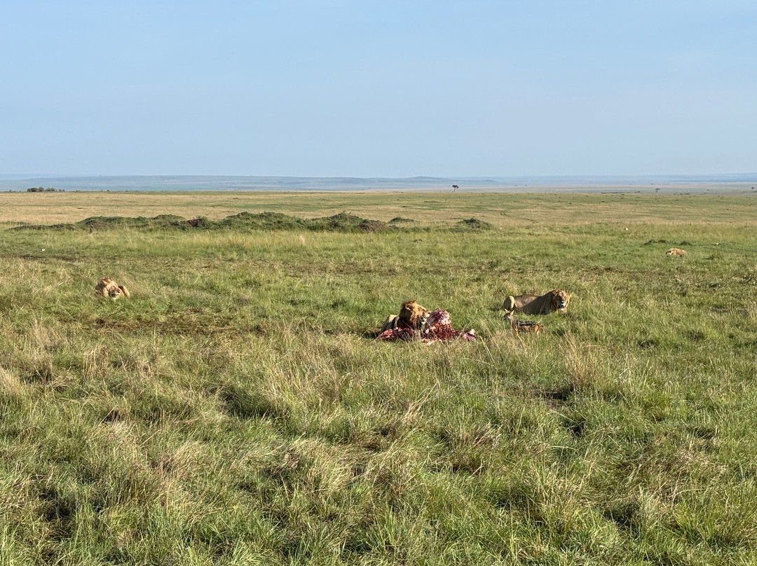 Nature Insight Safaris-内罗毕必去景点