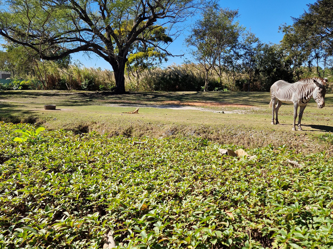 迈阿密动物园-迈阿密必去景点