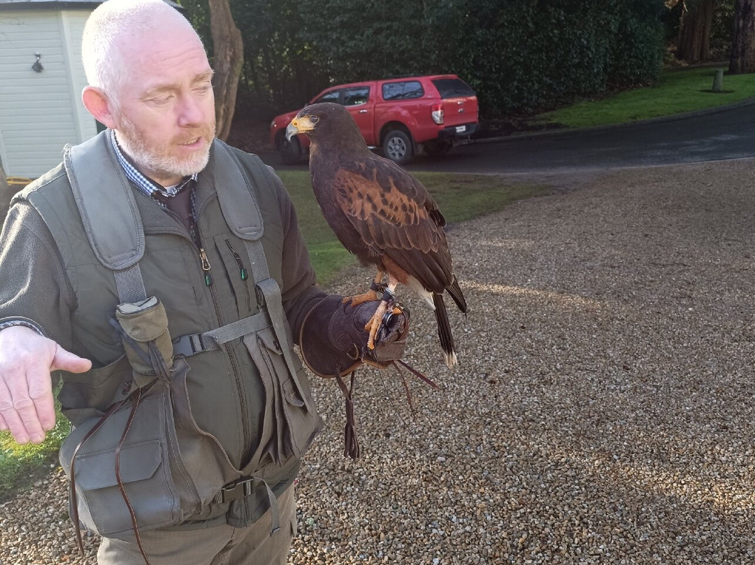 East Coast Falconry-County Wicklow必去景点