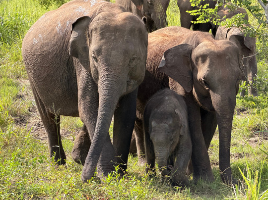 The Visit Lanka Tours-科伦坡必去景点