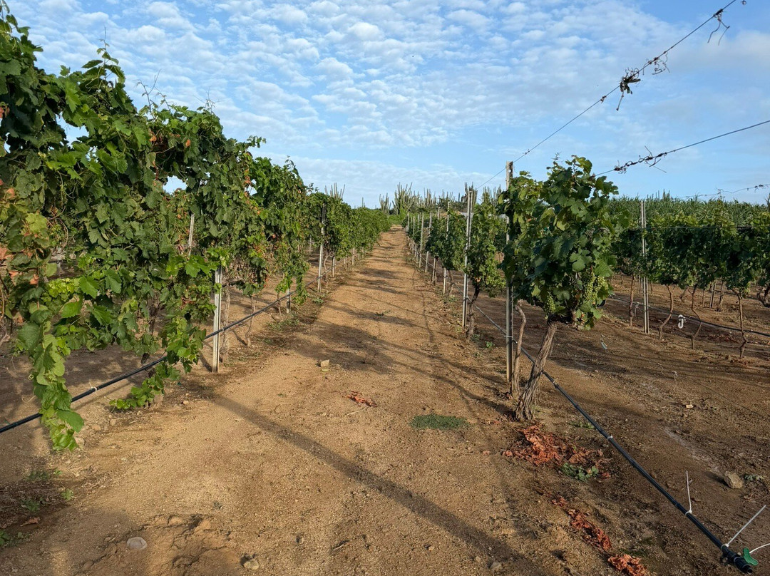 Alto Vista Winery-Noord必去景点