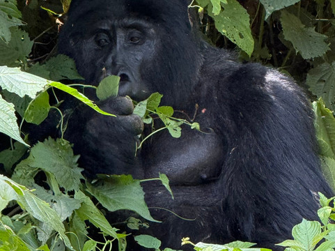 Peak Cruise Safaris-坎帕拉必去景点