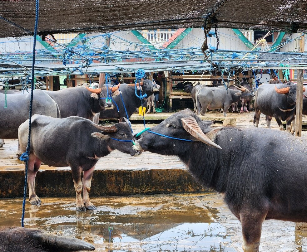 Toraja local guide-Tana Toraja必去景点