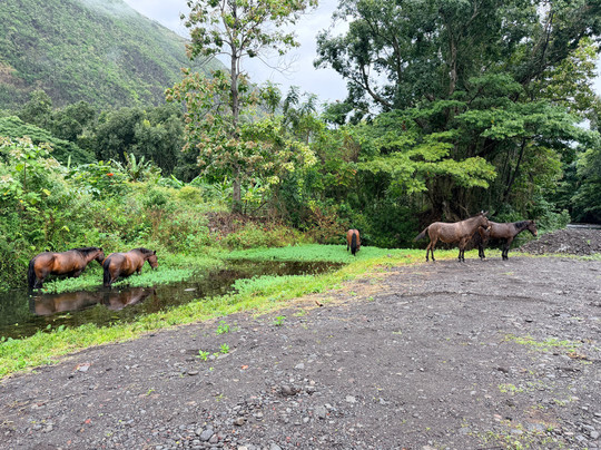 Waipio Valley Shuttle-库库伊哈尔必去景点