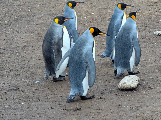 Volunteer Point-East Falkland必去景点