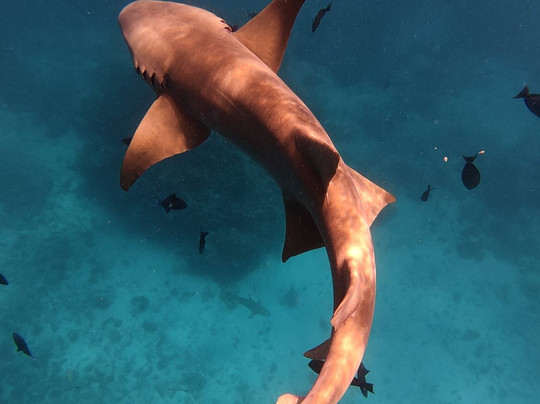 Papa Fish Excursions-乌库拉斯必去景点