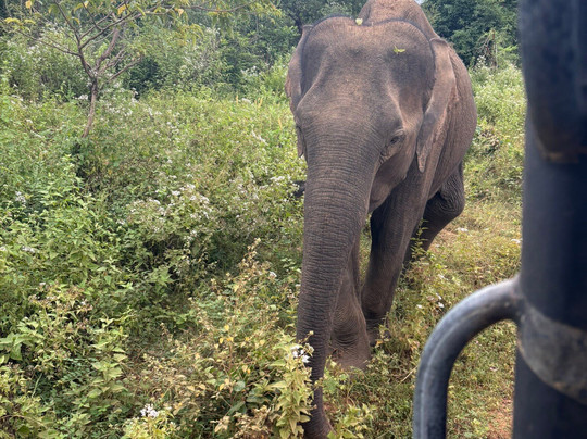 Kavisha Safari Service Udawalawa-乌达瓦拉瓦必去景点