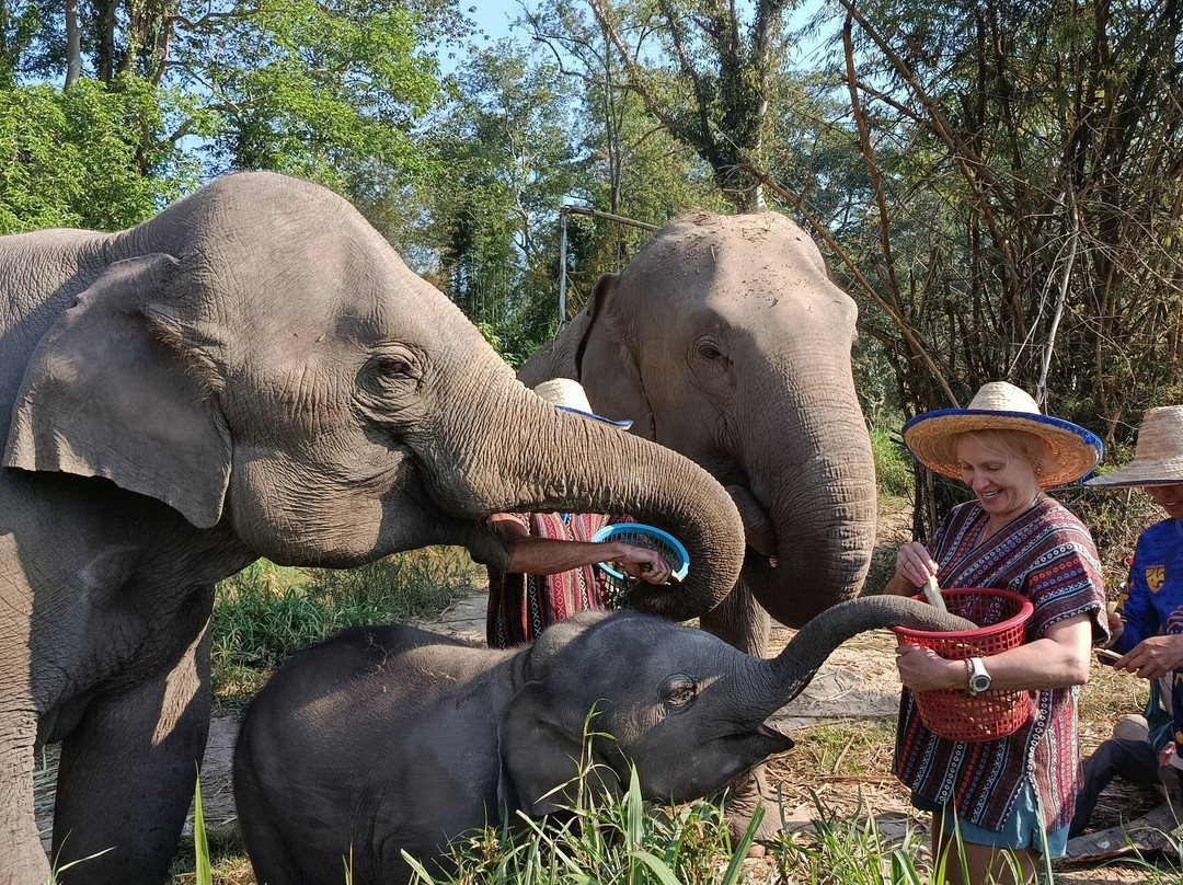 Chiangmai Elephant Heritage-清迈必去景点