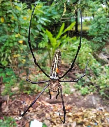Ujung Kulon Trek-Carita必去景点