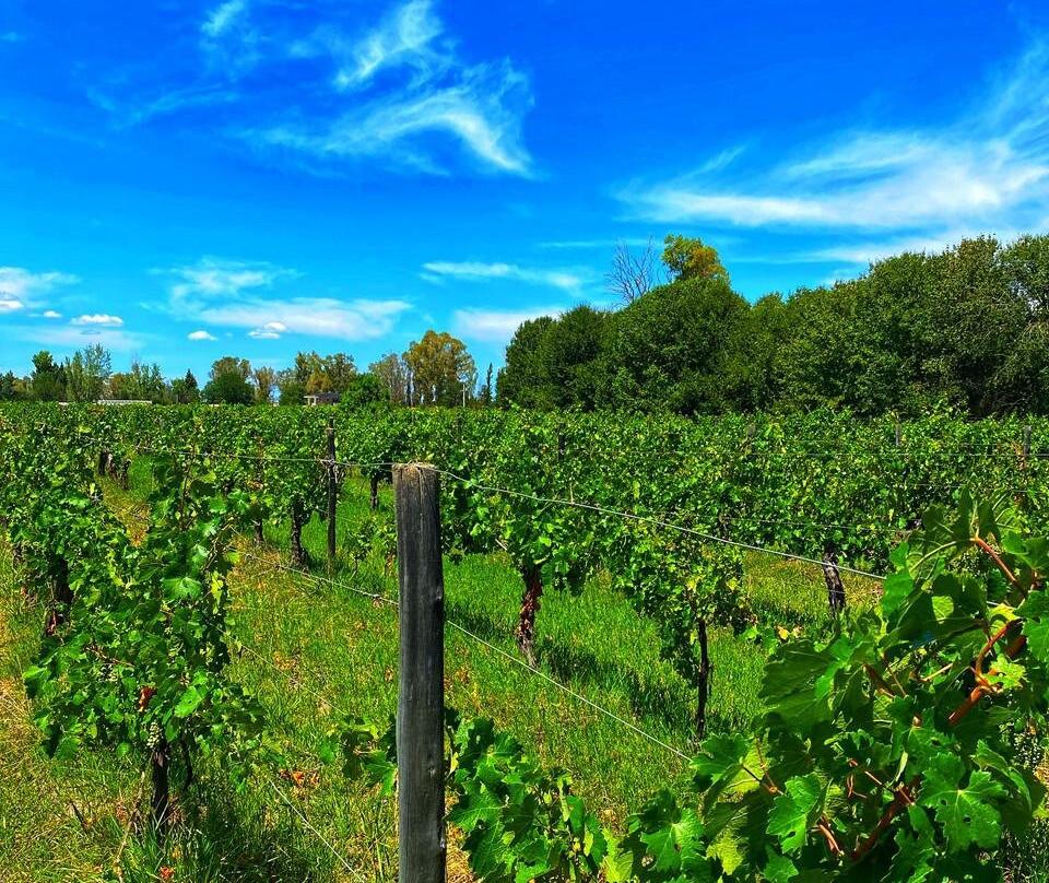 Dolium Winery-阿格雷洛必去景点