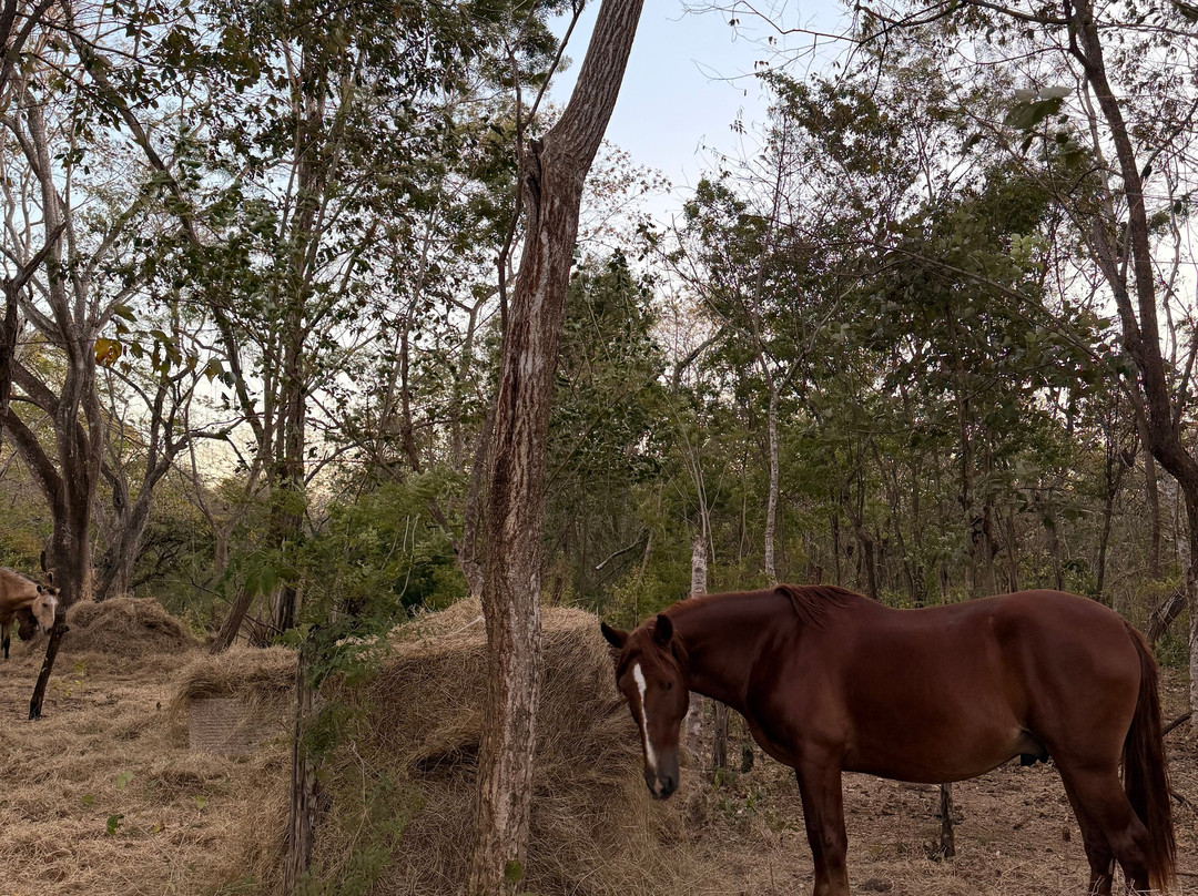 Mirador Equestrian-Playa Avellanas必去景点