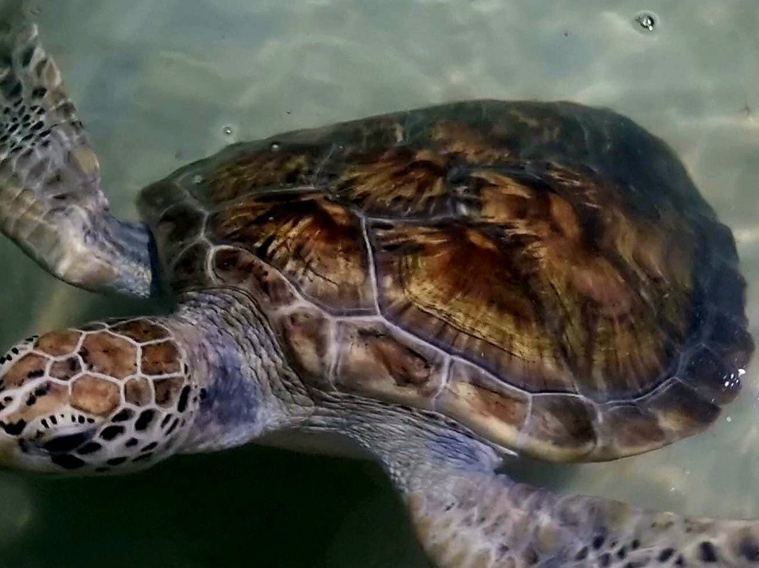 SS Lanka Tours-凯拉尼亚必去景点