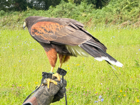 North Devon Hawk Walks-South Molton必去景点