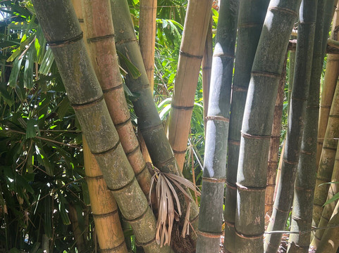 Sir Seewoosagur Ramgoolam Botanical Garden-庞波慕斯必去景点