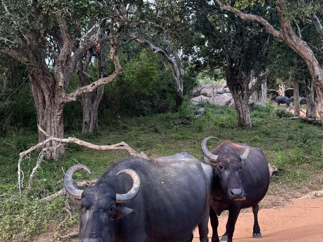 Yala Yewon  Tours-蒂瑟默哈拉默必去景点