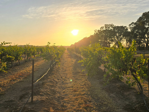 Buller Wines-卢森格林必去景点