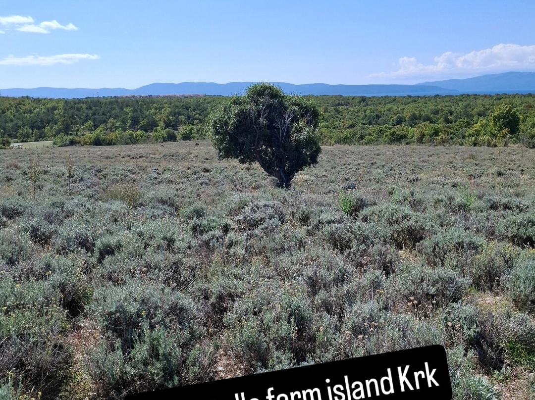Immortelle Farm Island Krk