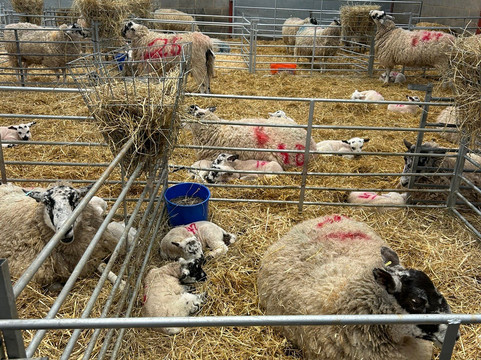 Mead Open Farm-Billington必去景点