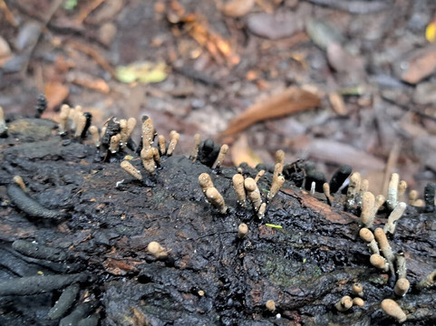 Arboretum de Raponda Walker-利伯维尔必去景点