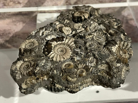 Shoemakers Museum-Street必去景点