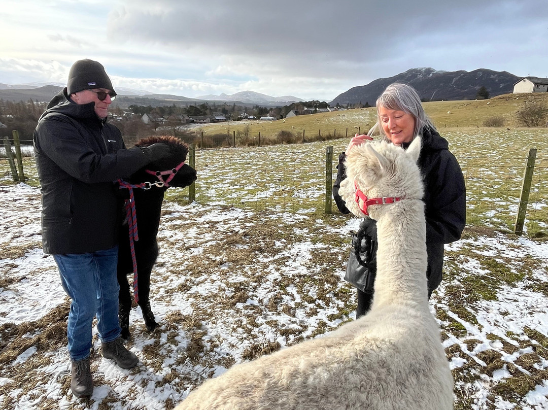 Cairngorm Alpacas-Newtonmore必去景点