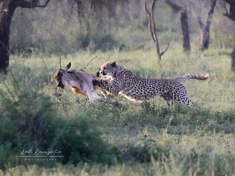 Sababu Safaris-阿鲁沙必去景点