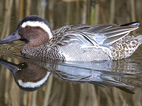 Pensthorpe-Fakenham必去景点
