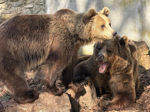 Parco Zoo di Poppi-波皮必去景点