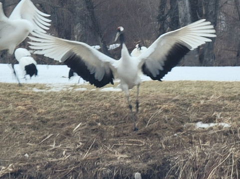 Akan International Crane Centre-钏路市必去景点