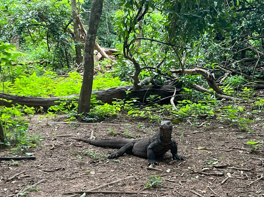 Best Komodo Tour-科莫多必去景点