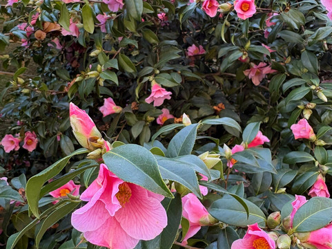 Chartwell-Westerham必去景点