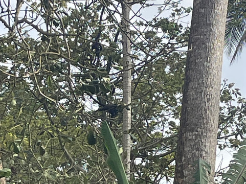 Abel Bustamante - Tour Guide-Manzanillo必去景点