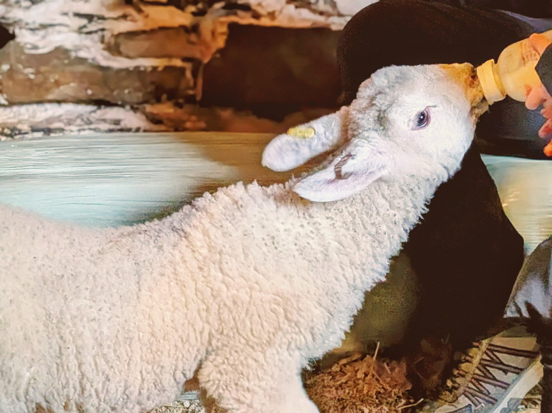 South Lakes Farm Experiences-Grange-over-Sands必去景点