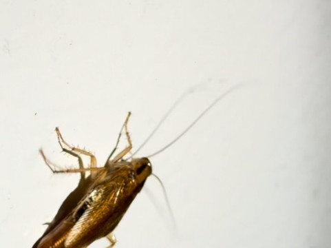 美居套房酒店-斯普林菲尔德 IL主图