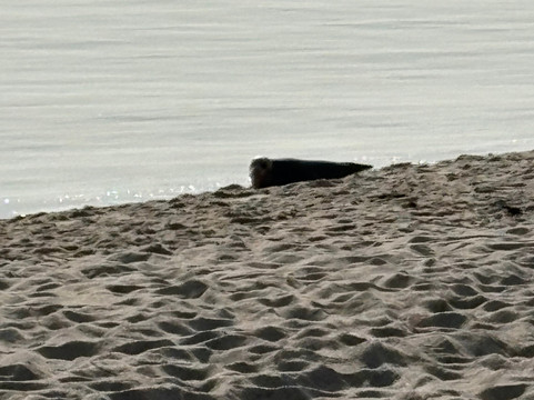 Ellenbogen-List必去景点