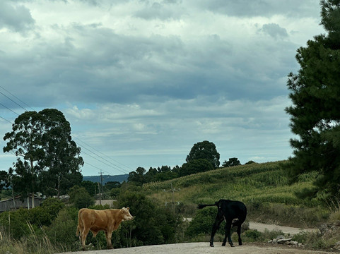 Barragam do Blang-Sao Francisco de Paula必去景点