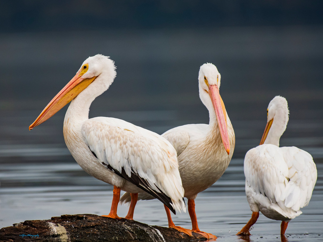 Reelfoot Lake-Tiptonville必去景点