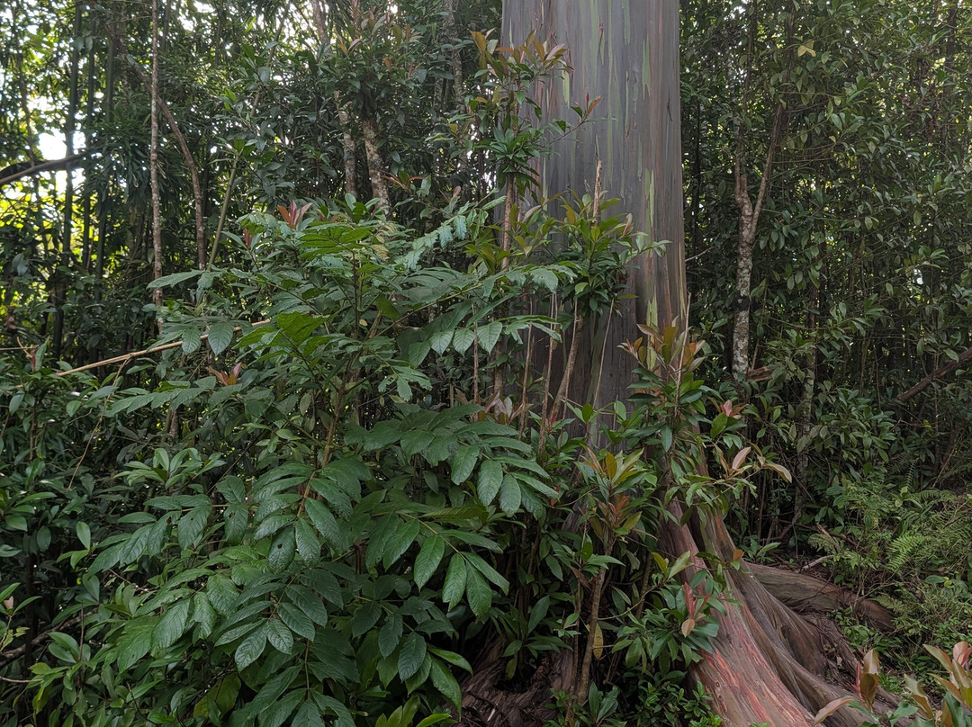 Adventure Maui Road to Hana Tour-哈纳必去景点