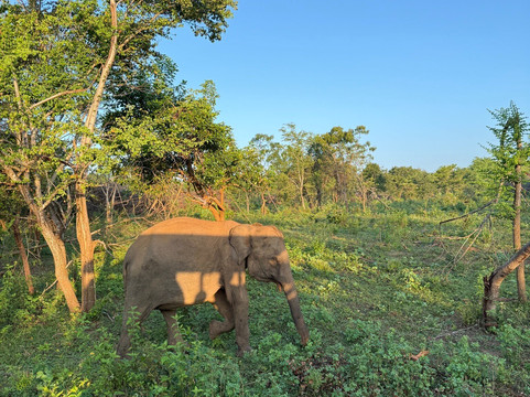 Udawalawe Lahiru Safari Guide Tours-乌达瓦拉维国家公园必去景点