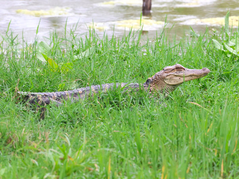King Ranch Visitor Center-Kingsville必去景点