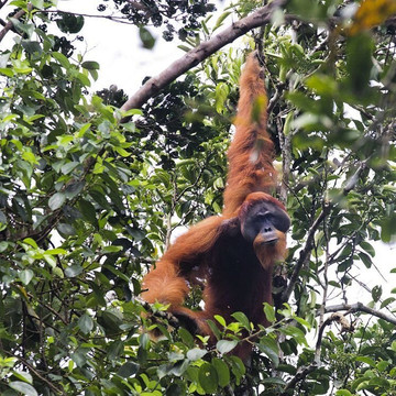 Sumatra Orangutan Tours-武吉拉旺必去景点
