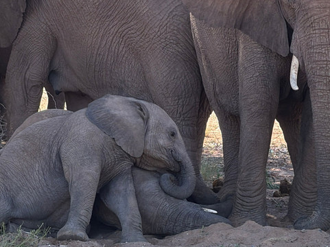 Twyfelfontein Elephant Drives-Palmwag必去景点
