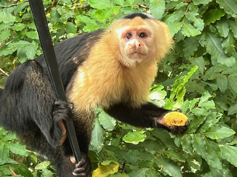 Monkey Island-巴拿马城必去景点