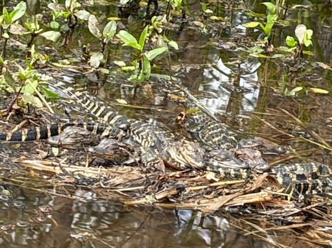 Borels swamp tours-布里奥克斯桥必去景点