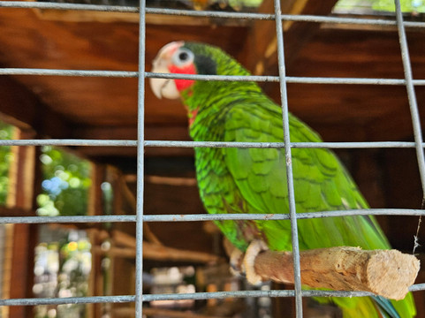 Cayman Parrot Sanctuary-East End必去景点