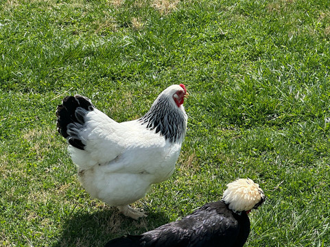 Winchester Creek Farm-韦恩斯维尔必去景点